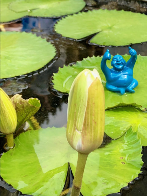 Syd finally needs a rest! He decided he wanted to stay at this magical Temple, so he asked to be left cooling off on these water lilies. He has been so popular in this country, I’m sure he found a wonderful new home by now.